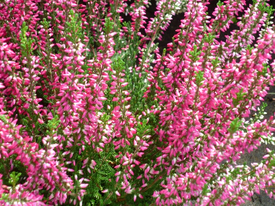 Flowers pink forms