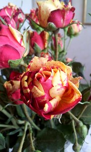 Rödgul rödgul rose beautiful rose