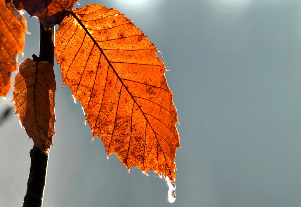 Tree autumn leaves