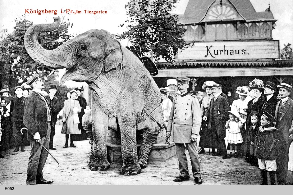 ID004583 E052 TiergElefant