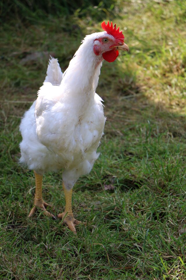 Chickens bird poultry