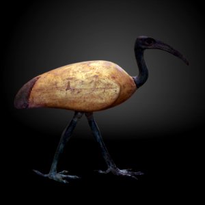Ibis coffin-MAHG 20148-IMG 1648-gradient
