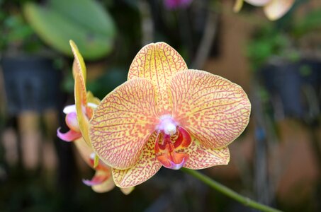 Tropical stranger orchid photo