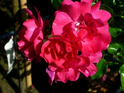 Blossom bloom flower garden
