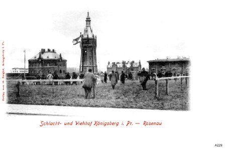 ID003324 A229 SchlachViehHofmm