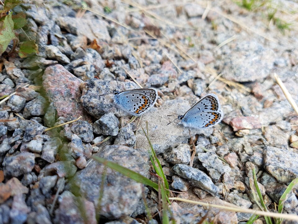 Stone nature two