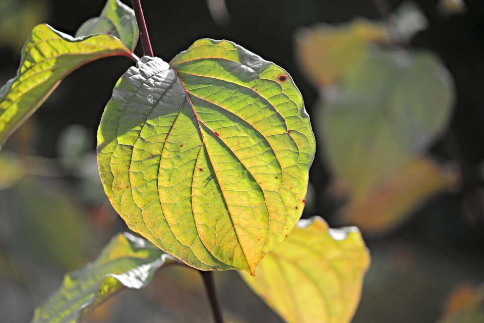 Leaf veins green texture