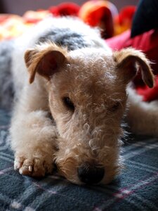 Dog fox terrier still life