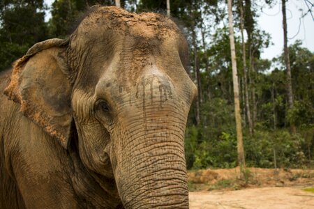 Safari the national park eyes