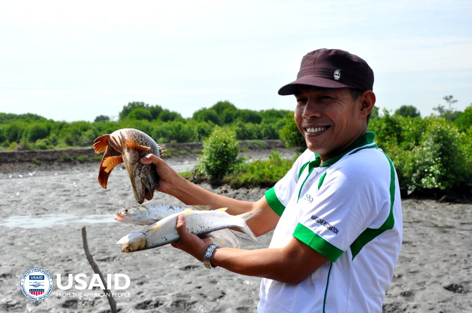 Ikan yang hidup di hutan bakau (35450637001)