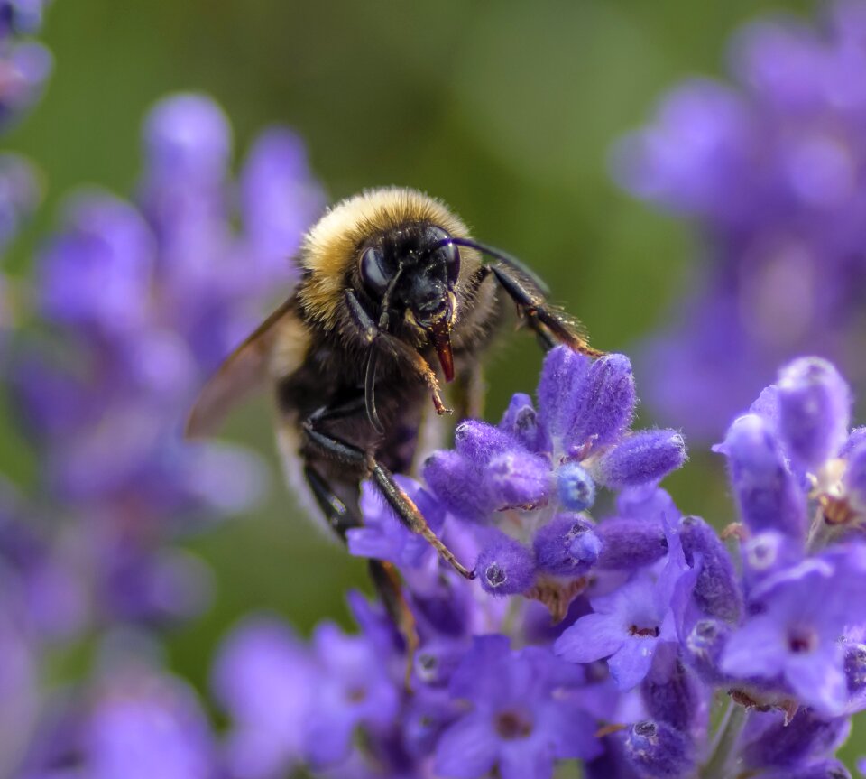 Pollen lavender pollination