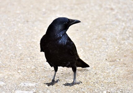 Crow animal nature
