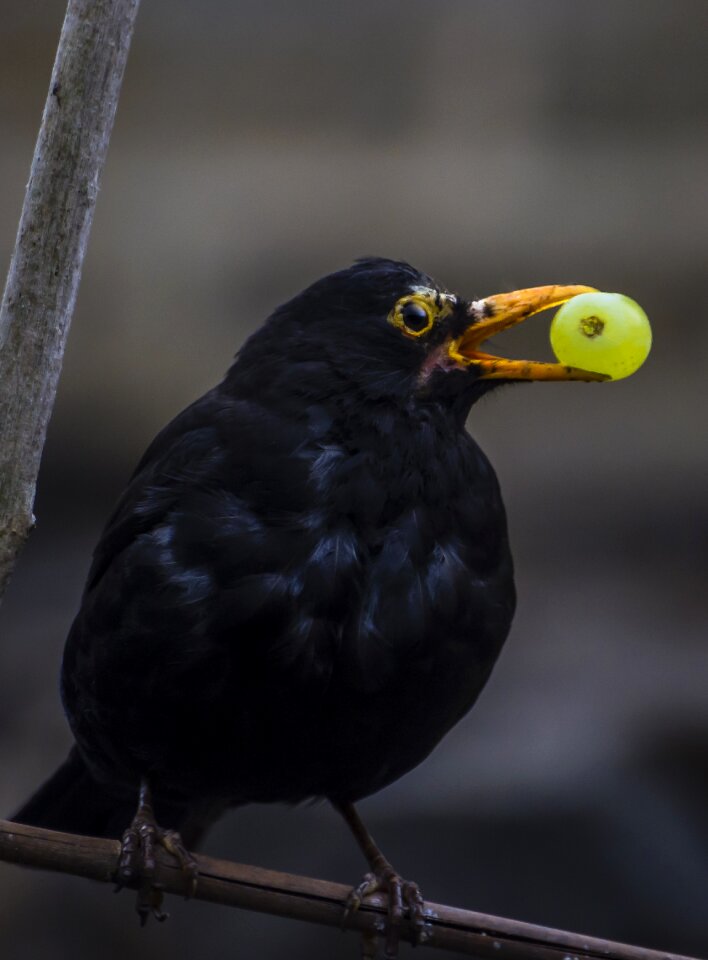Fauna feather beak