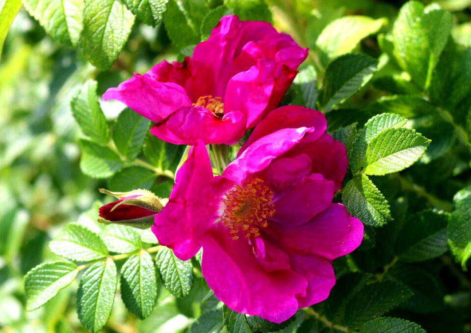 Blossom bloom pink photo