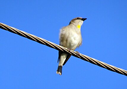 Chestnut-shouldered petronia gymnoris xanthocollis wildlife