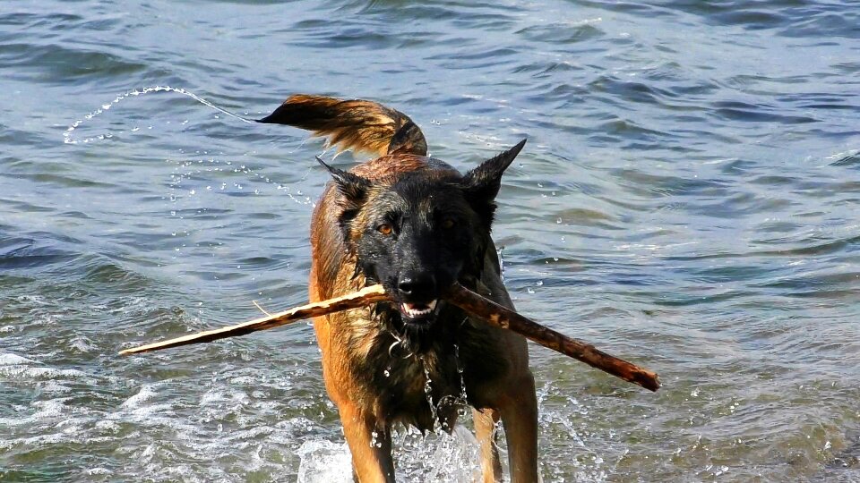 Animal friendship young dog water