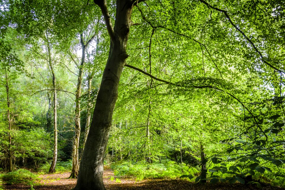Tree mood calm