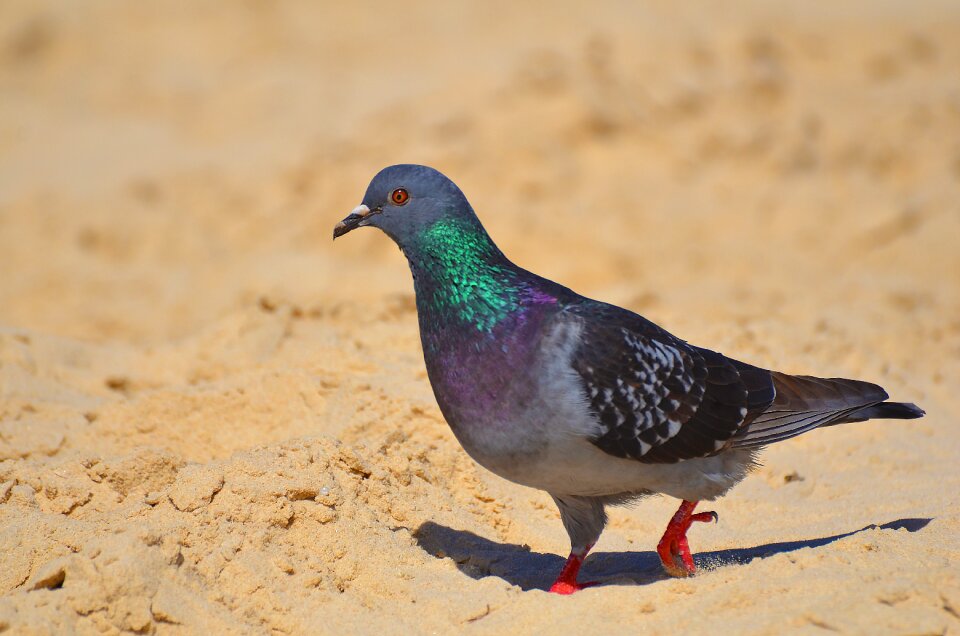 Outdoors pigeon animal