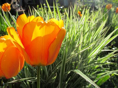 Nature blossom bloom