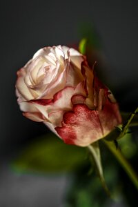 Decorative floral decor