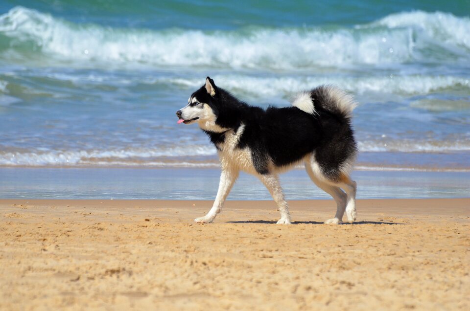 Sea mammal dog