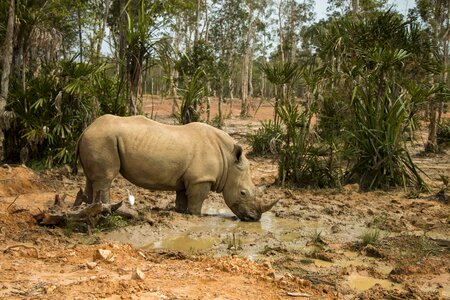 Animal nature the national park photo