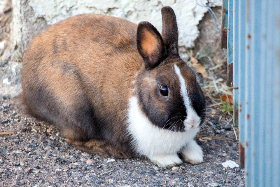 Cute rabbit little