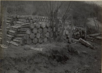 Im Gesträuch versteckte itl. Verschläge. Podgorahöhe, Anfang April 1918. (BildID 15664523)