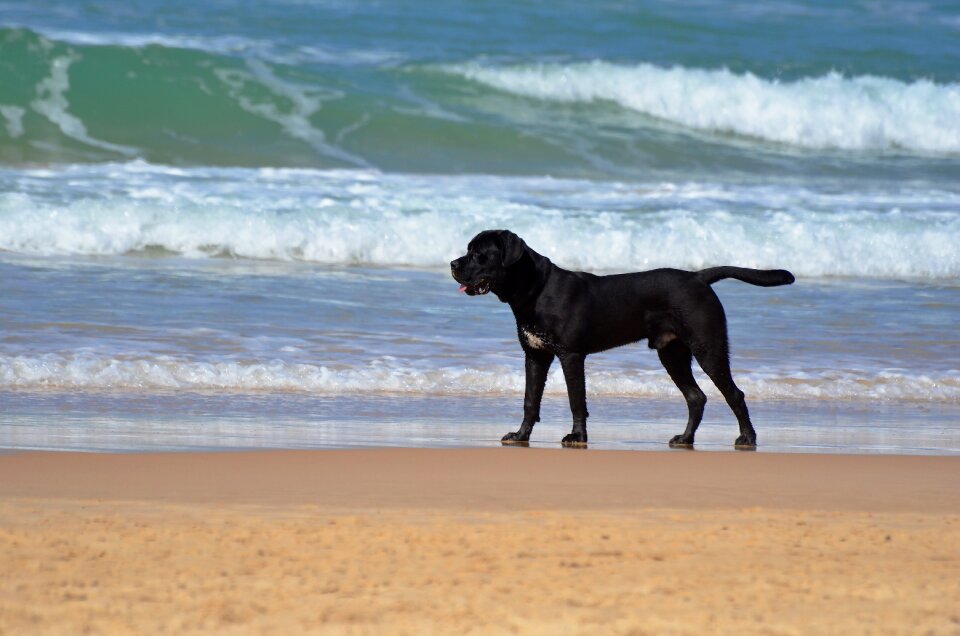 Sea mammal dog