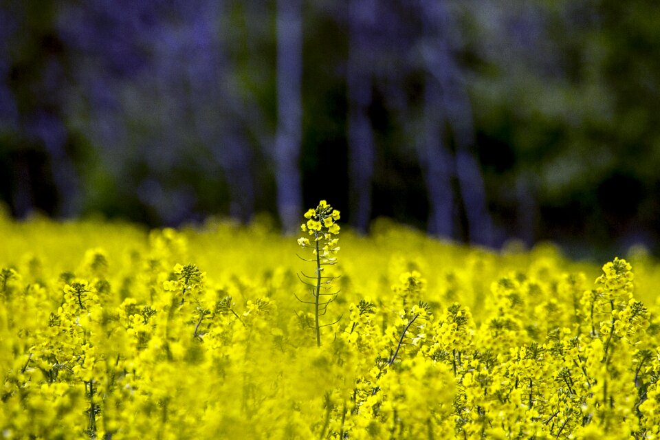 Blossom bloom plant