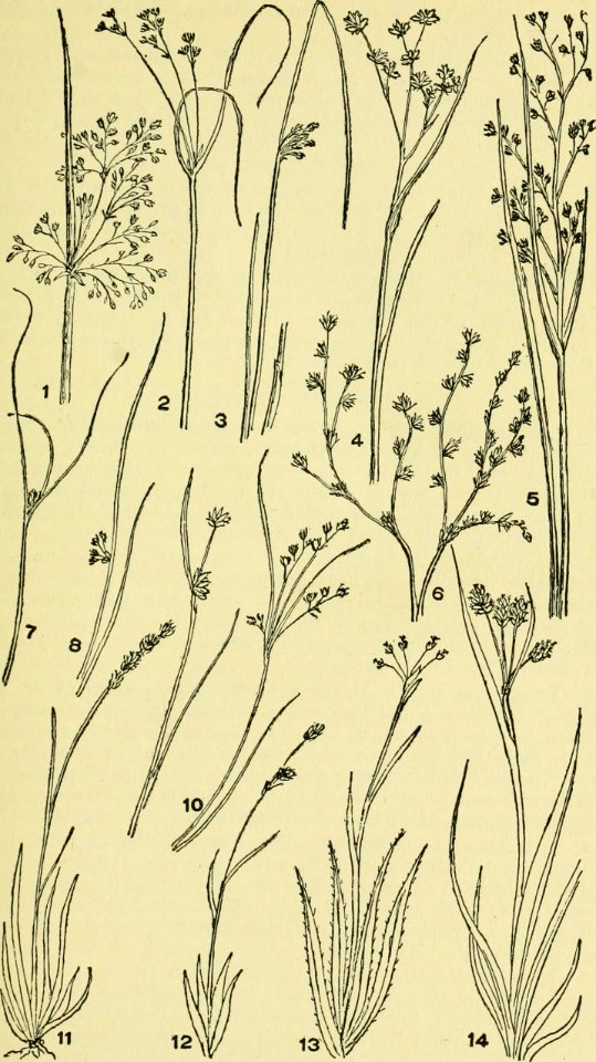 Image from page 134 of An illustrated guide to the flowering plants of the middle Atlantic and New England states (excepting the grasses and sedges) the descriptive text written in familiar language (1910) 14779713361