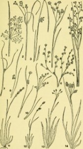 Image from page 134 of An illustrated guide to the flowering plants of the middle Atlantic and New England states (excepting the grasses and sedges) the descriptive text written in familiar language (1910) 14779713361