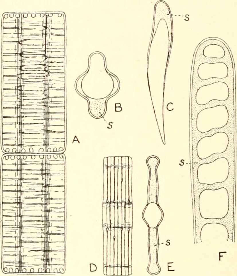 Image from page 99 of Algæ. Vol. I. Myxophyceæ, Peridinieæ, Bacillarieæ, Chlorophyceæ, together with a brief summary of the occurrence and distribution of freshwat4er Algæ (1916)