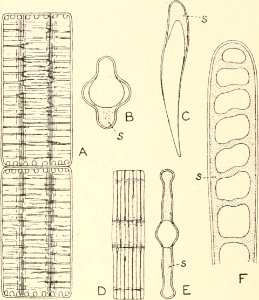 Image from page 99 of Algæ. Vol. I. Myxophyceæ, Peridinieæ, Bacillarieæ, Chlorophyceæ, together with a brief summary of the occurrence and distribution of freshwat4er Algæ (1916)