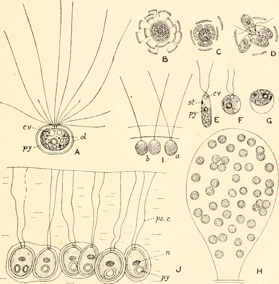 Image from page 200 of Algæ. Vol. I. Myxophyceæ, Peridinieæ, Bacillarieæ, Chlorophyceæ, together with a brief summary of the occurrence and distribution of freshwat4er Algæ (1916)