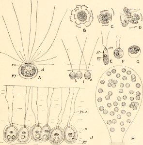 Image from page 200 of Algæ. Vol. I. Myxophyceæ, Peridinieæ, Bacillarieæ, Chlorophyceæ, together with a brief summary of the occurrence and distribution of freshwat4er Algæ (1916)