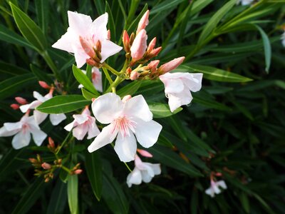 Blossom bloom bush