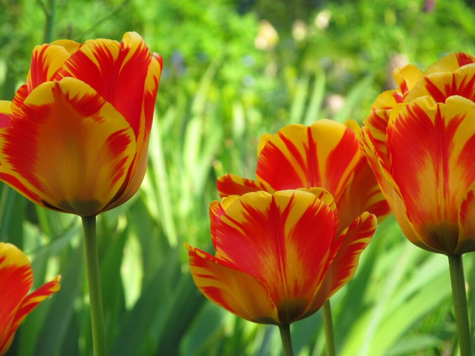 Blossom bloom spring flower