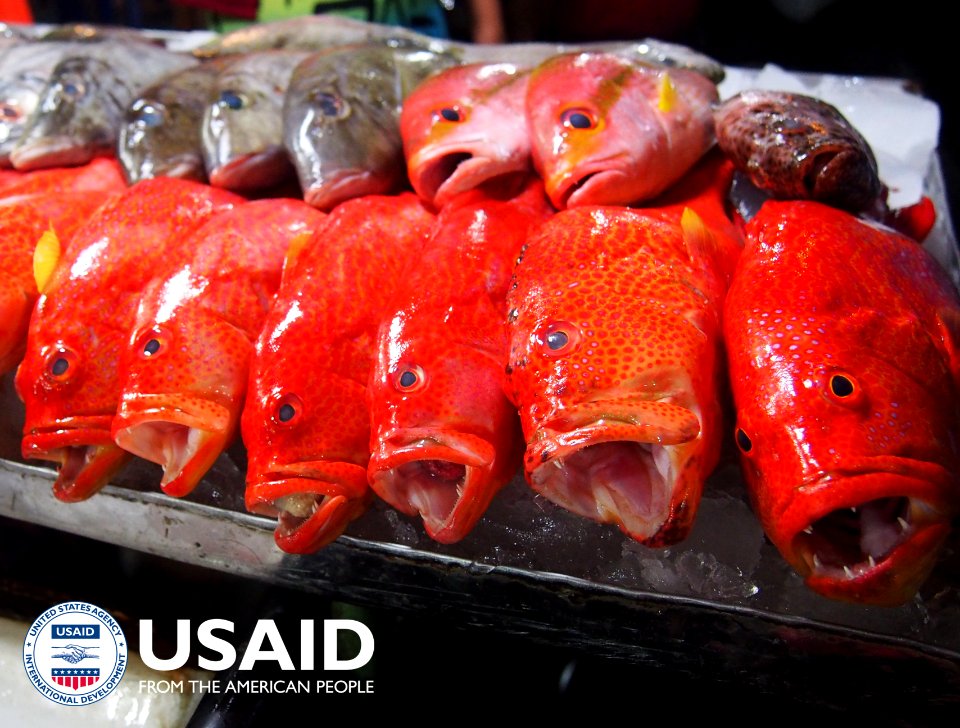 Ikan Segar yang Siap Diangkut ke Pasar (34943475252)