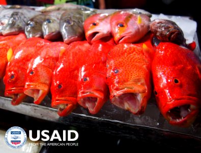 Ikan Segar yang Siap Diangkut ke Pasar (34943475252)