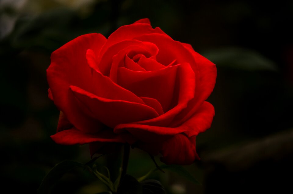 Blossom garden romantic