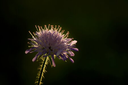 Close up background nature