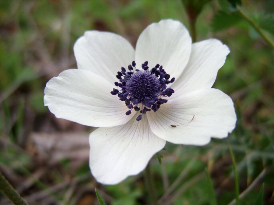 Close up white flower single