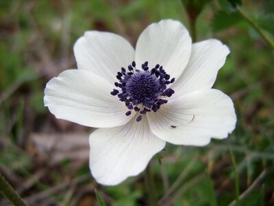 Close up white flower single photo