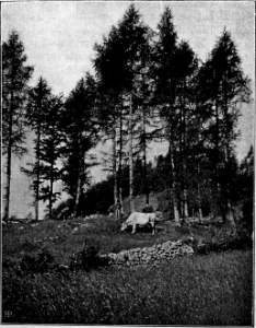 Il Trentino 61