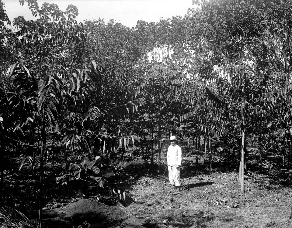 Ilang-Ilang. S-te Marie de Marovoay. Madagaskar - SMVK - 021953