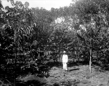 Ilang-Ilang. S-te Marie de Marovoay. Madagaskar - SMVK - 021953