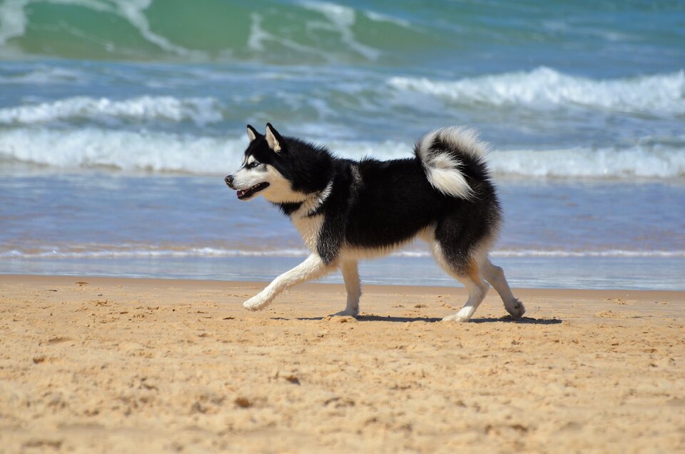 Sea mammal dog