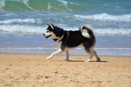 Sea mammal dog