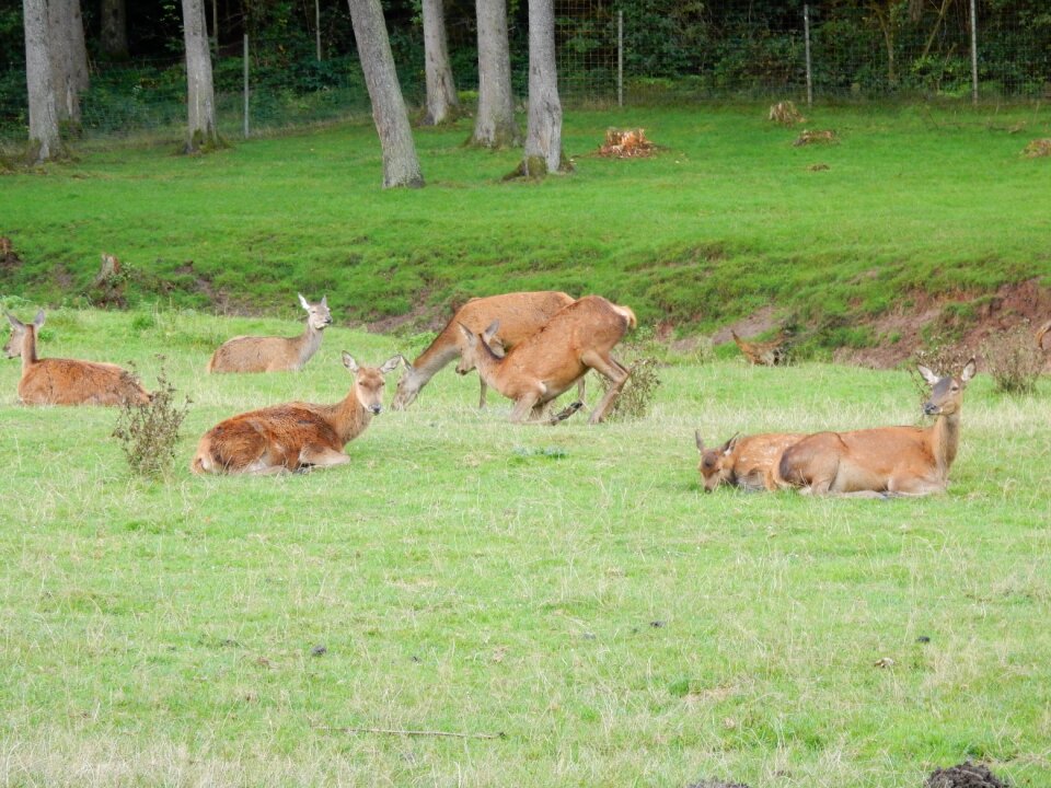 Wild nature hirsch